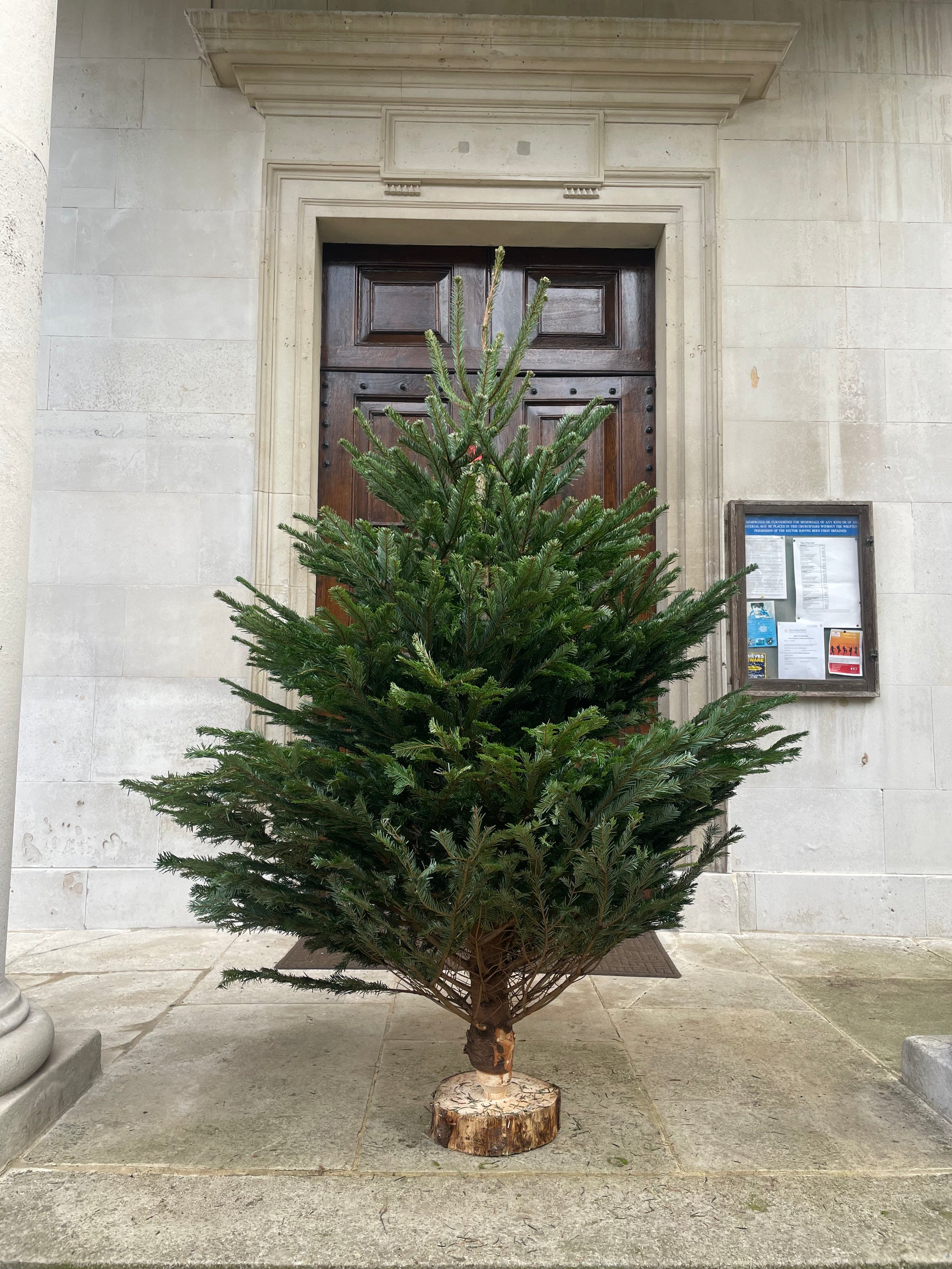 6Ft Christmas Tree East London Trees