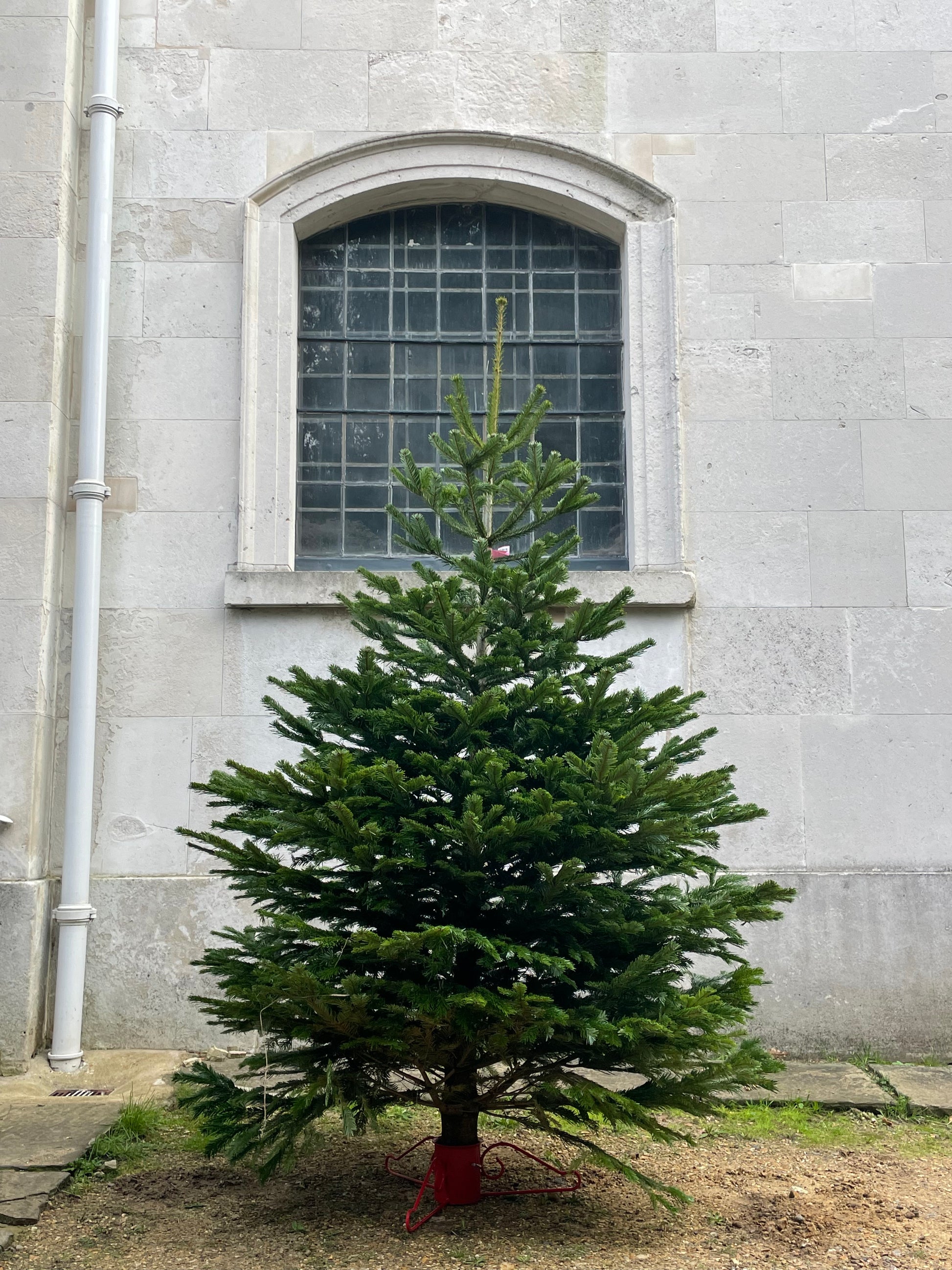 8Ft Christmas Tree East London Trees